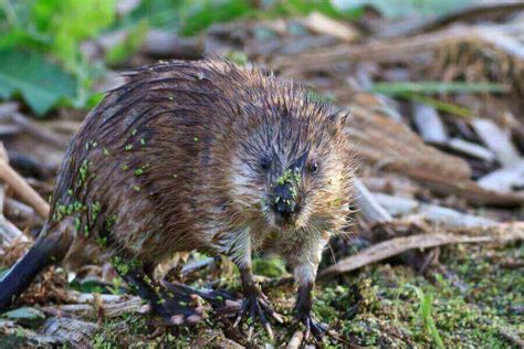 Beaver Vs. Muskrat: 5 Differences & How To Tell .